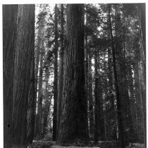 View of the redwood forest in the Jedediah Smith State Park