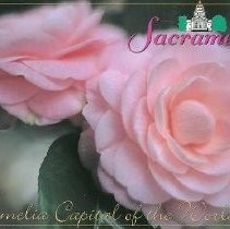 Camelias