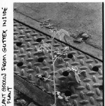 Tomato plant grows from gutter inside the closed Libby, McNeill & Libby cannery