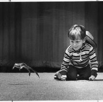 SERIES: Four views of "Andy Brein of San Jose, CA displaying his frog starting technique in Calaveras County's annual jubilee and his entry responds with a pretty fair country leap" at the Calaveras County Frog Jump