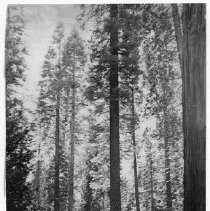 View of Calaveras Big Trees State Park in Calaveras County showing the giant redwood trees in the park