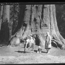 Calaveras Big Trees park
