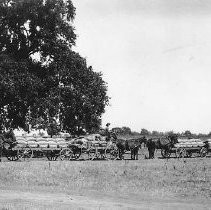 Carts Loaded with Bags of Grain or Seed