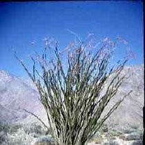 Slides of California Historical Sites. Ocotillo, Borrego Desert State Park, Calif