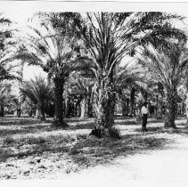 African date trees