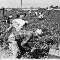 Farm workers pick tomatoes