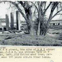 A cottonwood tree & W-X freeway