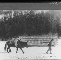 Man and mule on snowshoes