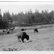 Bison Grazing