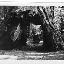 Pioneer's Cabin Tree, Calaveras Big Trees