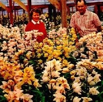 "Cymbidium Orchids Blooming"