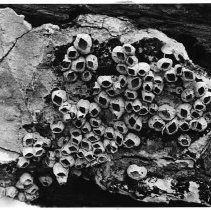 Barnacles in the Sacramento Delta