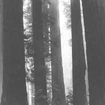 Redwoods