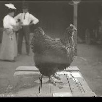 Negative, Glass Plate