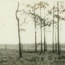 "Father's Ten Acre Tract near Tampa"