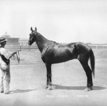 Man with Harnes Racing Horse