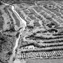 Print, Photographic, Black and White