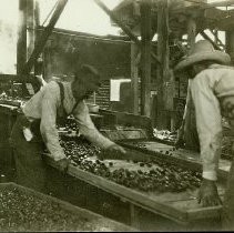 Drying Prunes