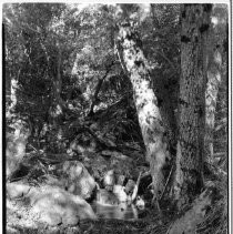 Forest with Creek