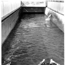 Feather River Fish Hatchery
