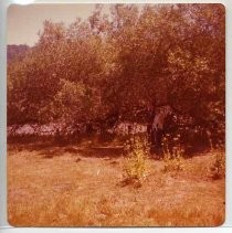 Photographs of landscape of Bolinas Bay. Irene Neasham and Bill Pritchard standing under a tree