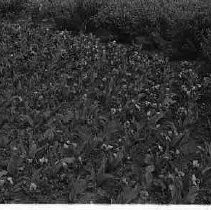 A flower bed in Capitol Park