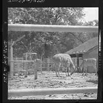 Negative, Safety, Unknown