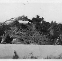 Point Pinos Light House, Monterey County, Calif. 1906