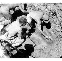 Drake's Bay. "J. Hussey, D. Cutter, and R.F. Heizer in excavation of 1948 - possible Drake's landing, Drakes Bay."