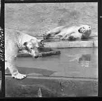 Negative, Safety, Unknown