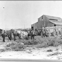 An eight horse hitch freight wagon