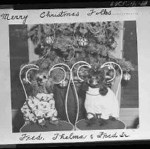 Two poodles posed for a Christmas card