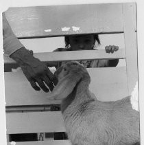 Petting Zoo at Fairytale Town