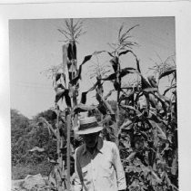 Anton Tending the Corn