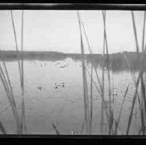 Ducks sitting in water