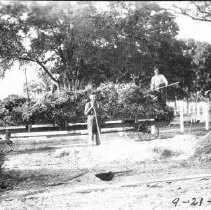 Deweys Loading Harvest