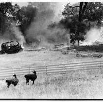 Llamas Watch Tractor Fight Fire