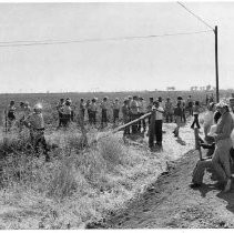 Striking farmworkers retreat from a Shiba Farms tomato field