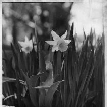 Daffodils bloom on Daffodil Hill