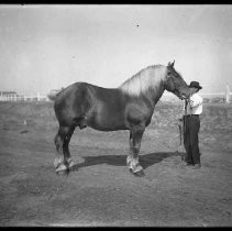 Negative, Glass Plate