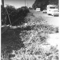 Trimmed vegetation scattered in street with garden tools and vehicles in background