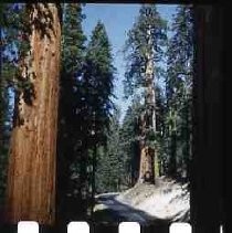 Slides of California Historical Sites. Sequoia Gigantia (Giant Sequoia tree)