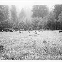 "Elk in the Rain"