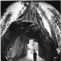 View of the Calaveras Big Trees State Park in Toulumne County