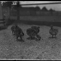 Negative, Glass Plate