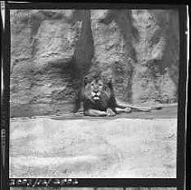 Negative, Safety, Unknown