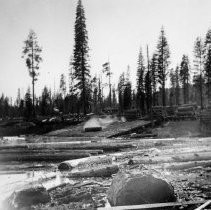 Logging Train