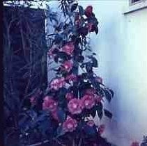 Pink camellia plants