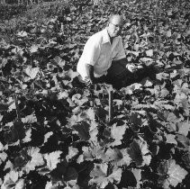 Unidentified Farmer