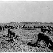 "Grazing Sheep"